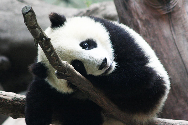 5 Ground Rules for Creating Google Panda Friendly Content